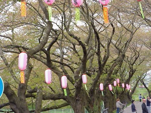 Lanterns and strips in a cherry blossom festival. 3