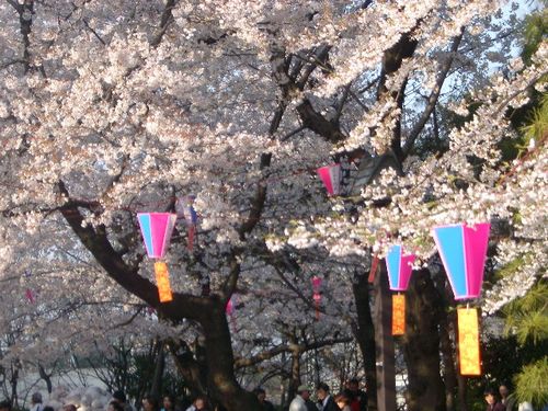 Lanterns and strips in a cherry blossom festival. 1